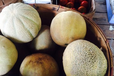 Ridgeway Cantaloupe