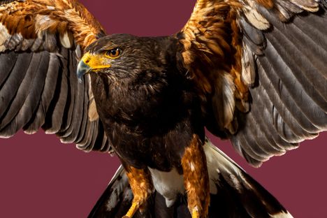 It's one thing to see a bird of prey soaring on a thermal. It's another thing entirely to get this close to one. 
