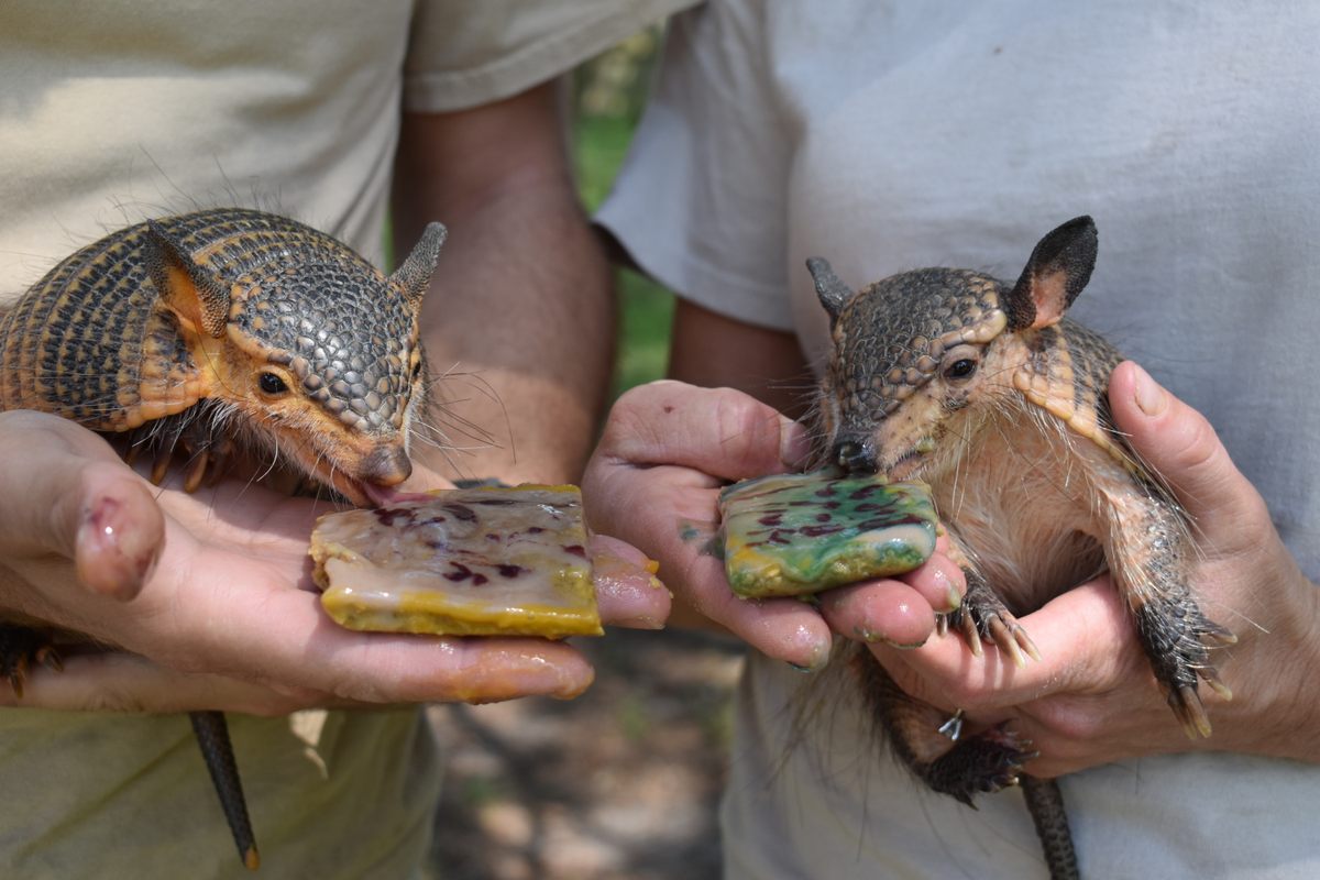 Dora and Diego are twin screaming hairy armadillos at the Virginia Zoo.