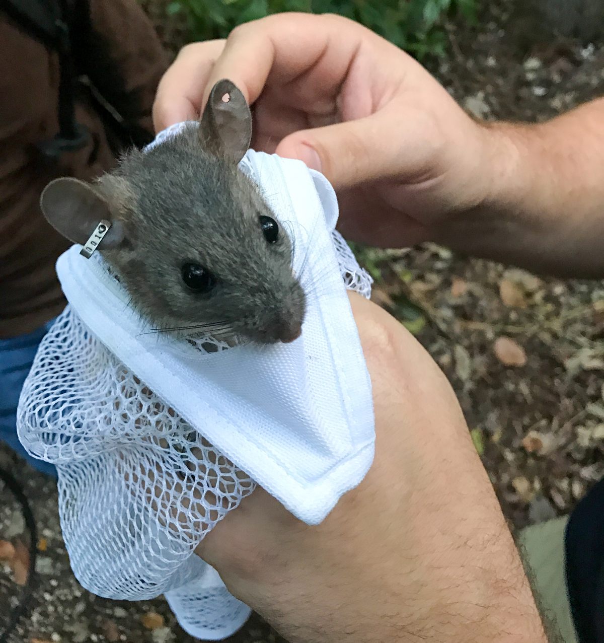 The DeGayner brothers spent their own money and much of their retirement laboring to bring the Key Largo woodrat back from the brink of extinction.