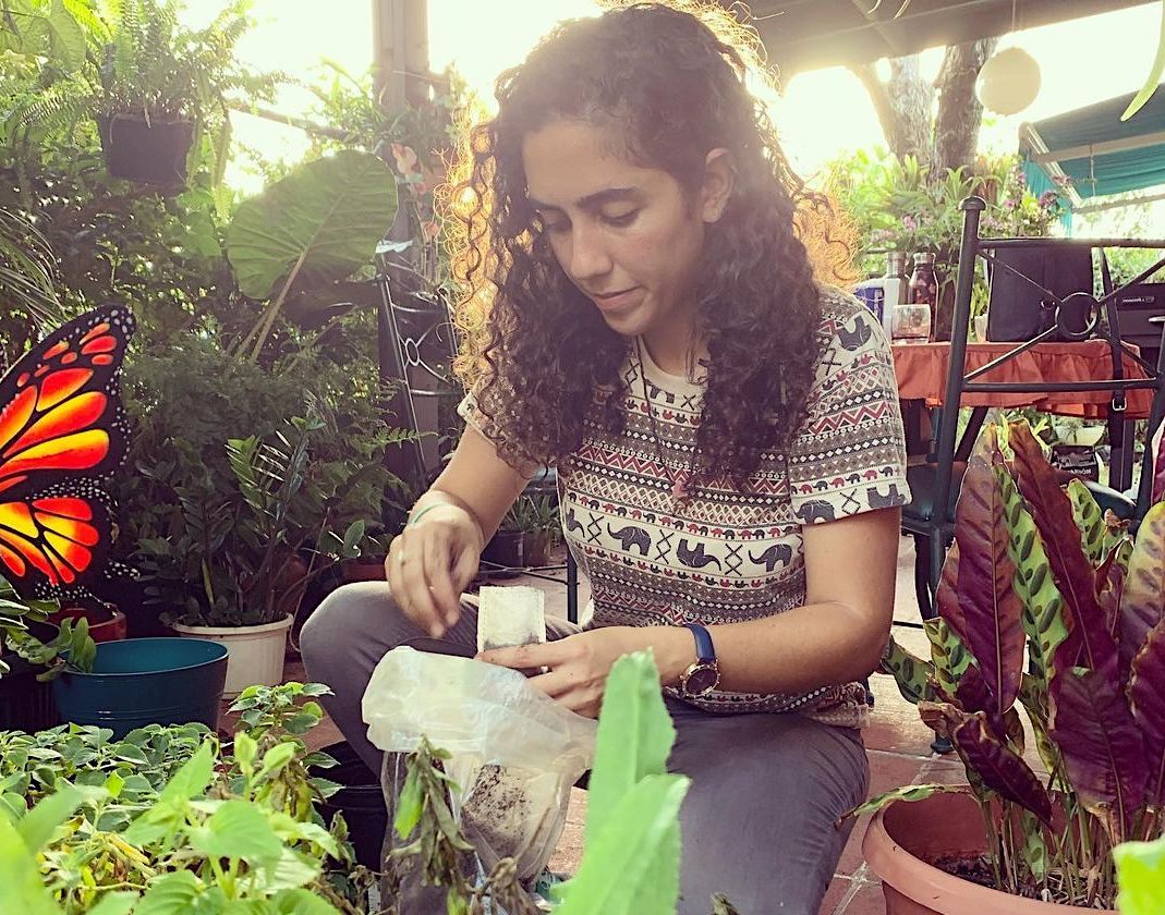 Amira Odeh and others in the CYEN PR geminate most of the plants themselves.