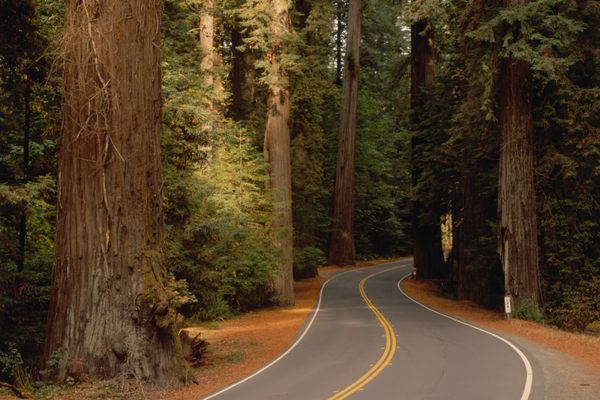 Avenue of the Giants