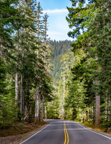 A road winds through Mount Rainier National Park.
