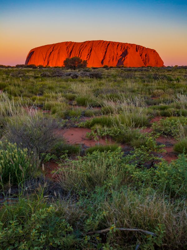 The changing colors of Uluru at sunset. The famous gigantic monolith rock in the Australian desert. 
