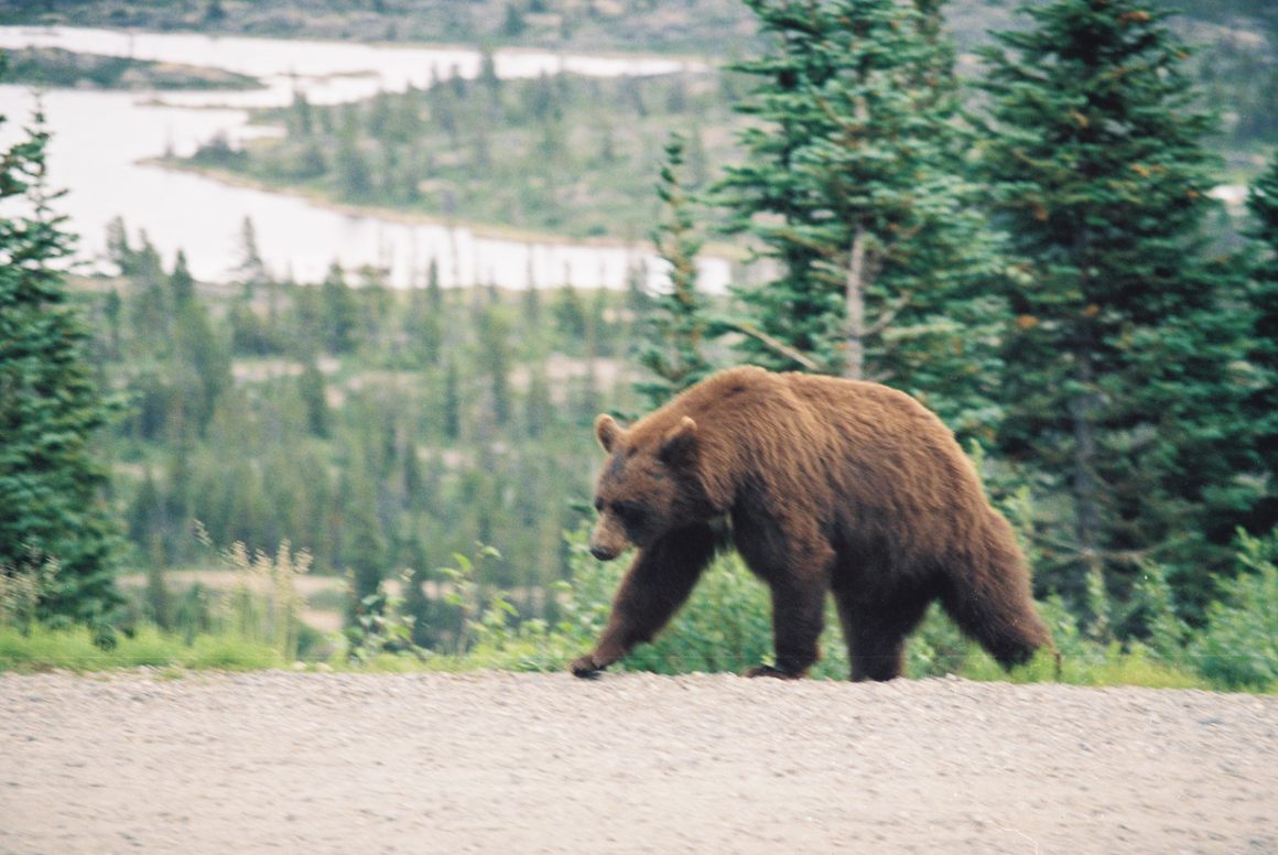 A grizzly in B.C.'s Tormented Valley.