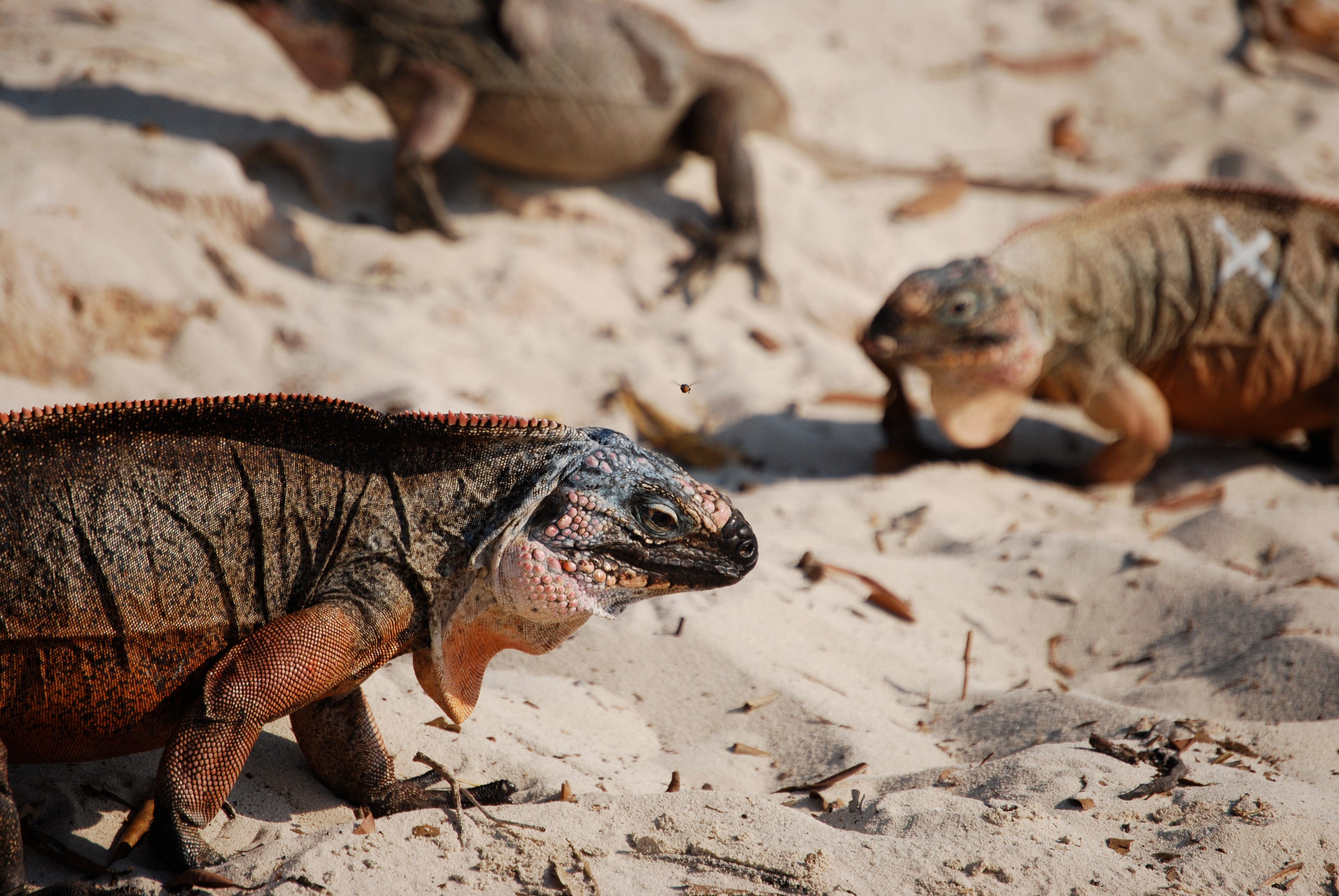 Iguanas on a beach on Leaf Cay.