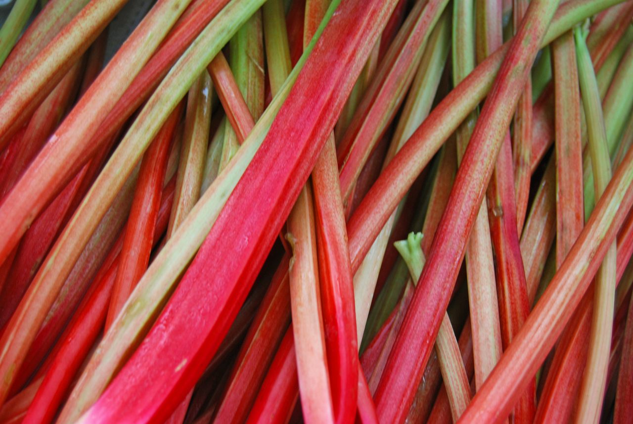 Rhubarb isn't just colorful and tart, it can also be noisy.