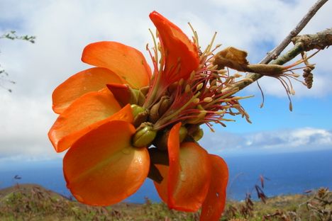 A wiliwili flower in full bloom.