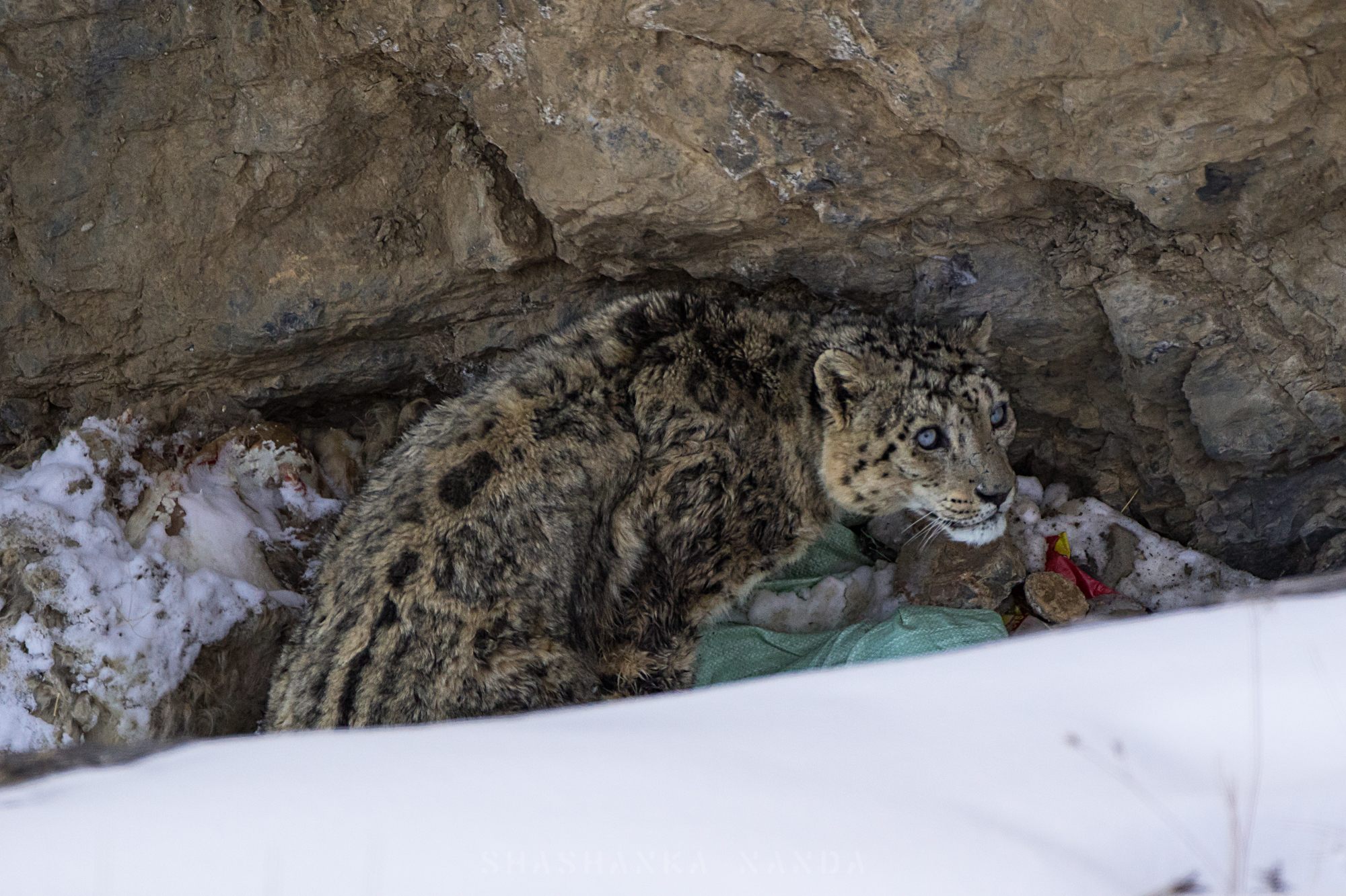 What Will Happen to the Snow Leopard of the Himalayas? ‹ Literary Hub