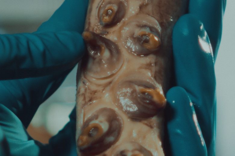 Colossal Squid – Wellington, New Zealand - Atlas Obscura