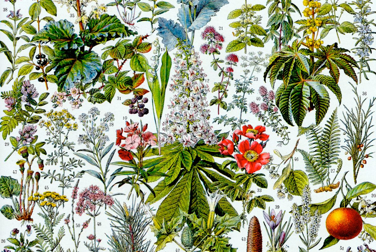 Botanically Addressing the Colonial Legacy of the World's Scientific Botanical ...