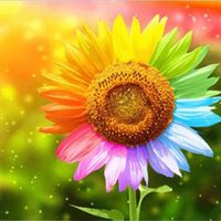 Profile image for Rainbow Sunflower