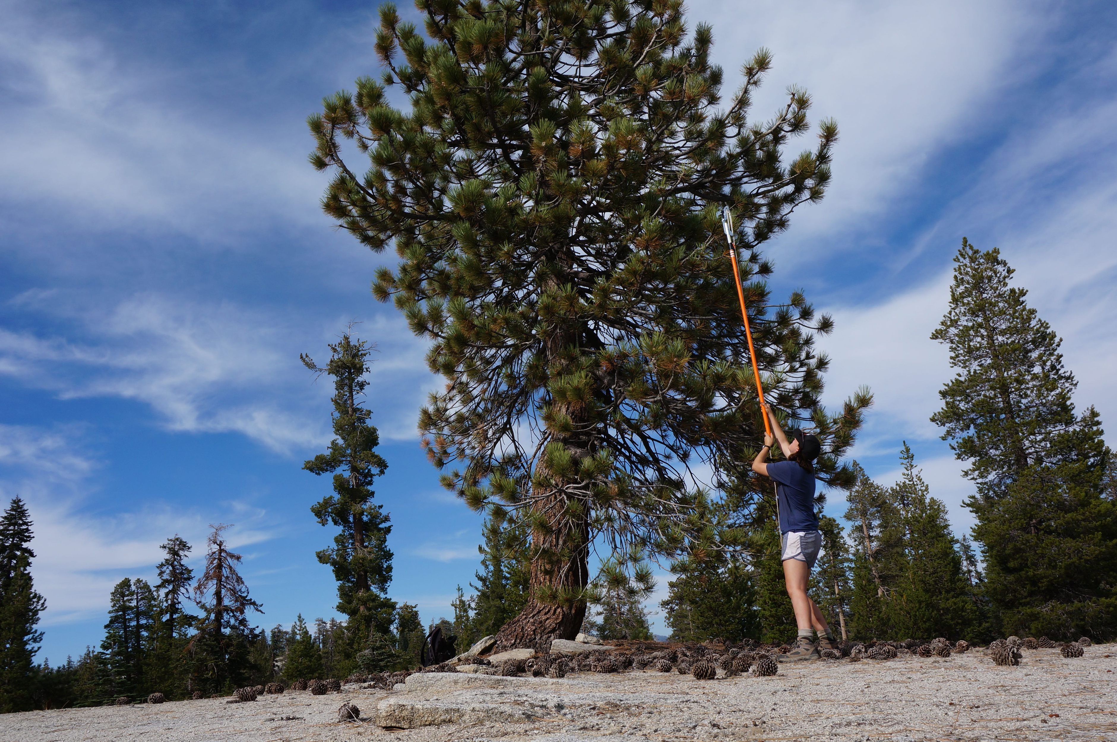 Lindsay Arvin samples pine needles.