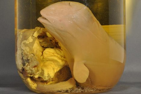 Objects of Intrigue: A Baby Beluga, in a Clear Glass Jar