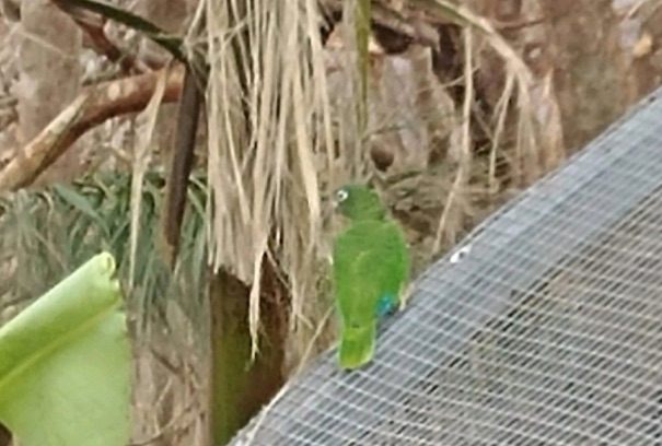 One of the only wild El Yunque parrots currently accounted for.