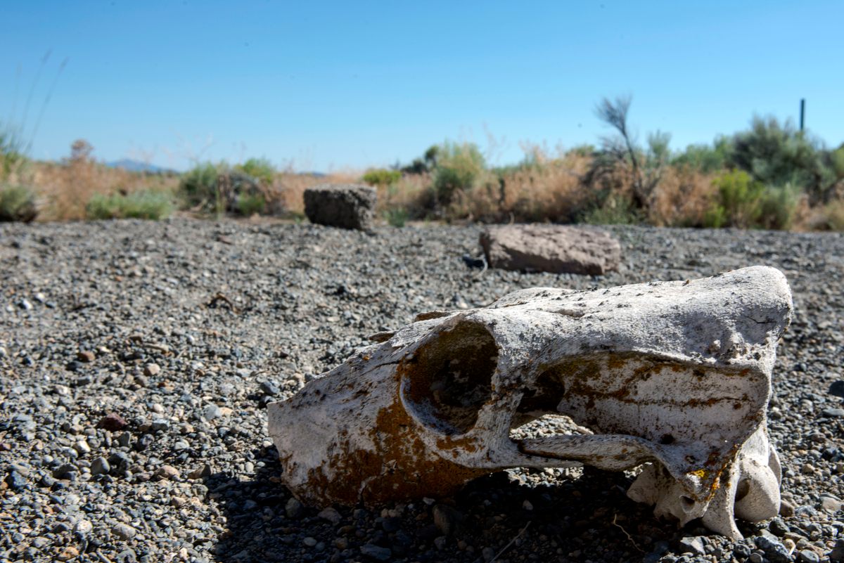 A skull at the Fort Rock Valley Historical Homestead Museum, which is near Christmas Valley.