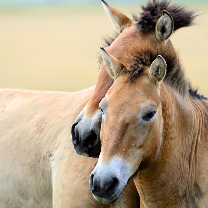 Przewalski horses at Khustai National Park.