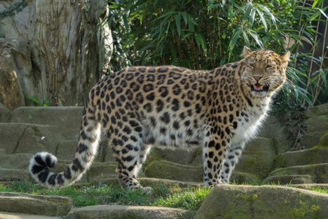 Russia Built a Huge Tunnel to Save a Near-Extinct Group of Leopards