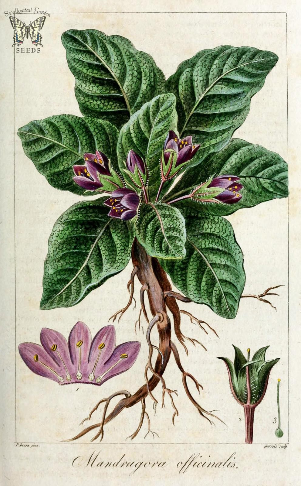 Mandrake Plant Stylized Baby Mandragora Magic Herbology 