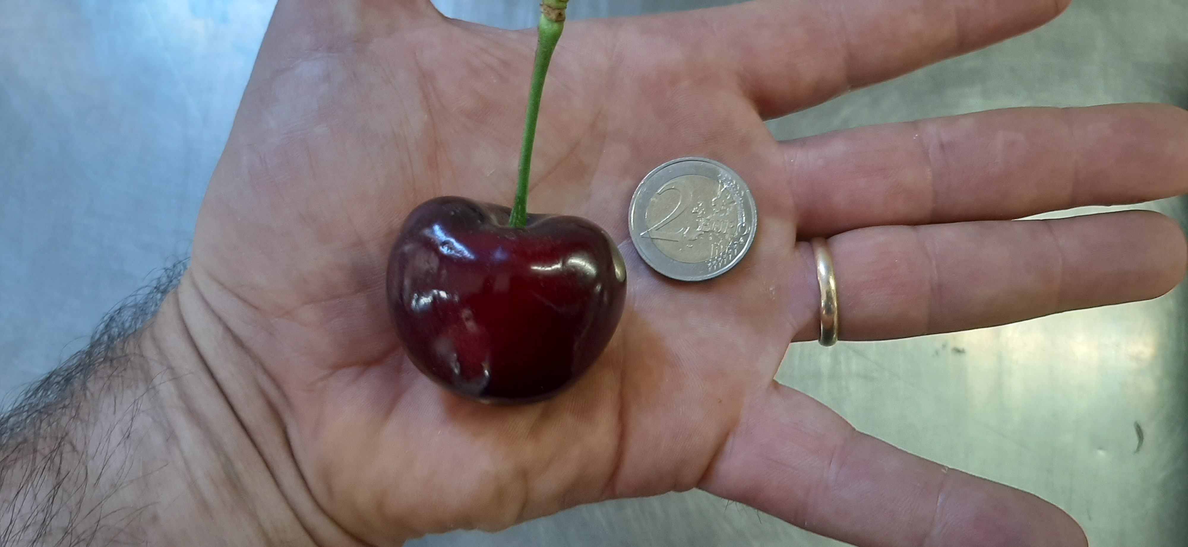 The biggest cherry in the world, compared with a 2-Euro coin.