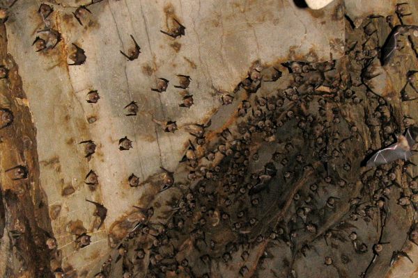 Bats roosting.