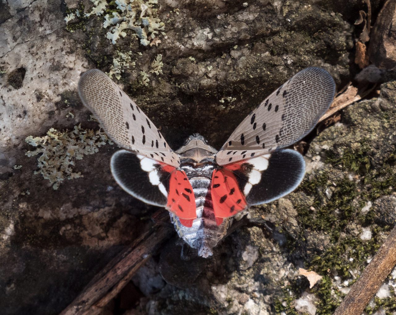 The spotted lanternfly has no natural predators in the United States.
