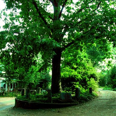 The famous Tree That Owns Itself