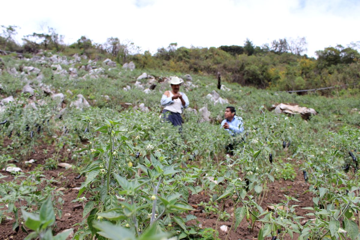 Most of the town’s chile fields are steeply sloped and several hours outside of town.