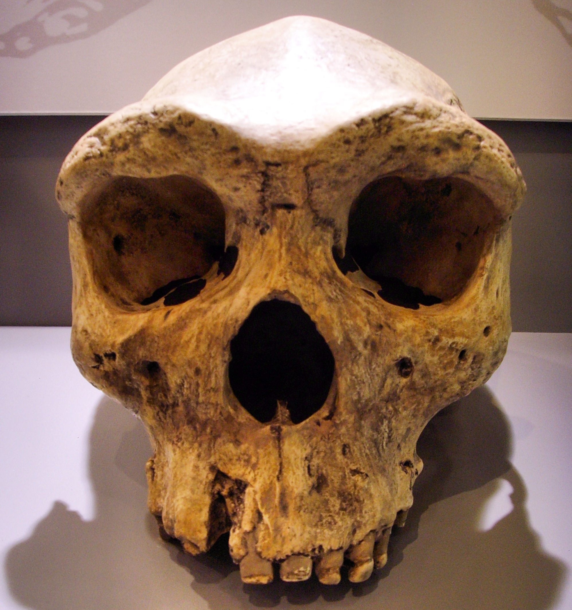 A skull found in Zambia of an archaic Homo sapiens.
