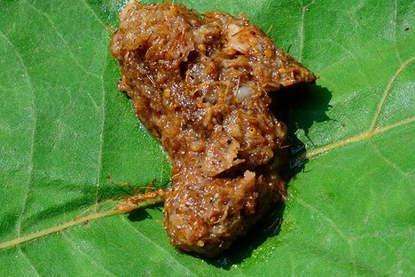 Red ant chutney is often served on leaves.