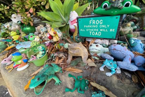 Wall of Frogs