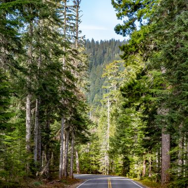 A road winds through Mount Rainier National Park.