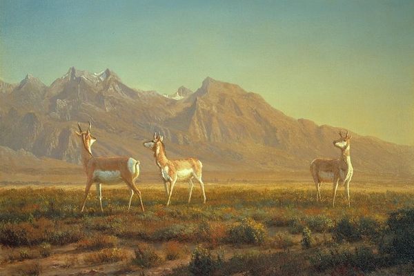 Prong-Horned Antelope, oil on canvas, circa 1865