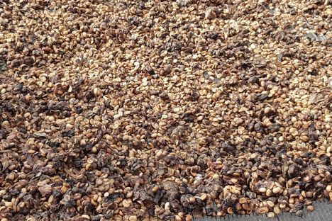 Separated and washed coffee grains set to dry.