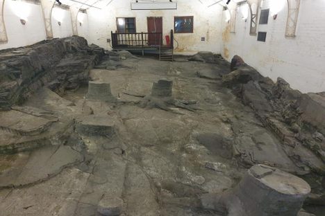Fossil Grove
