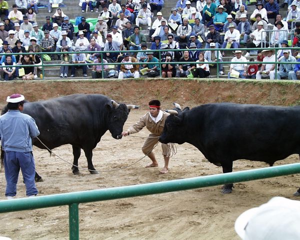 Okinawa Bull Riding 1 Places Tagged “Wondrous Performances” in Okinawa - Atlas Obscura