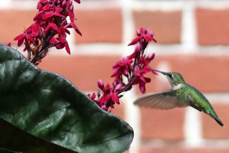 Hummingbirds can be spotted flitting among the flowers.