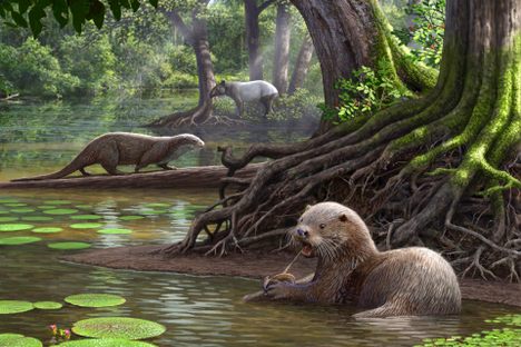 An artist's rendering of Siamogale melilutra, a giant prehistoric otter with a surprisingly powerful bite.