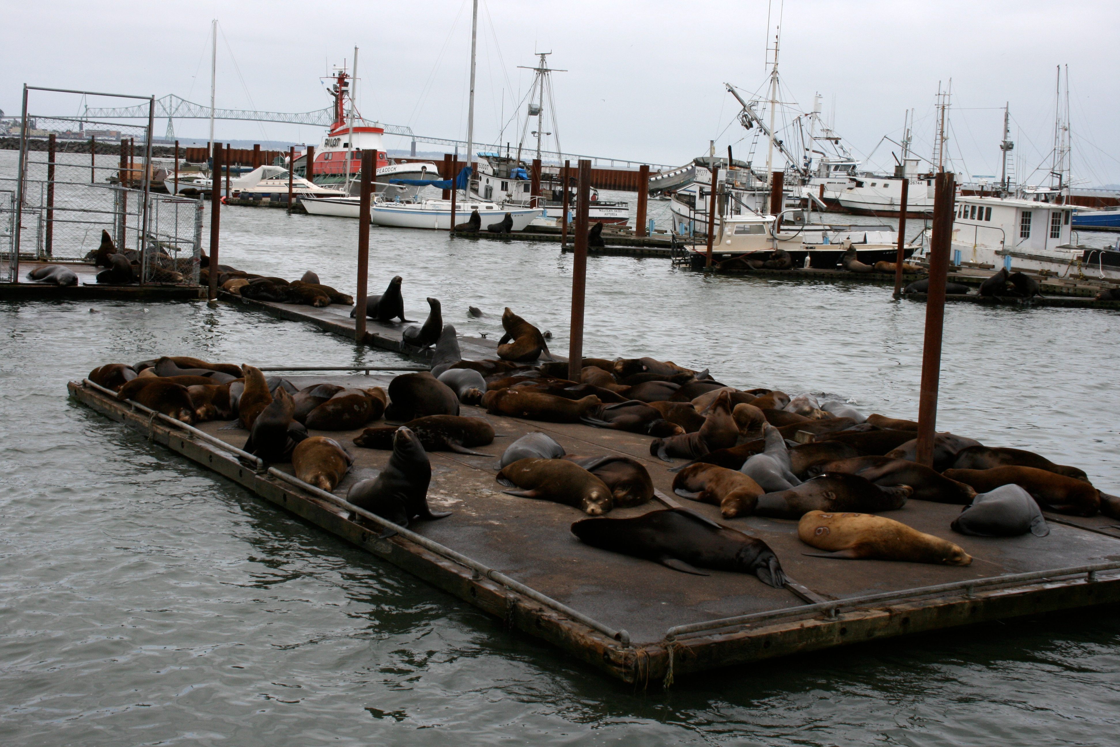 Sea Lions all over the docks with boats and the Astoria Megler bridge in the background