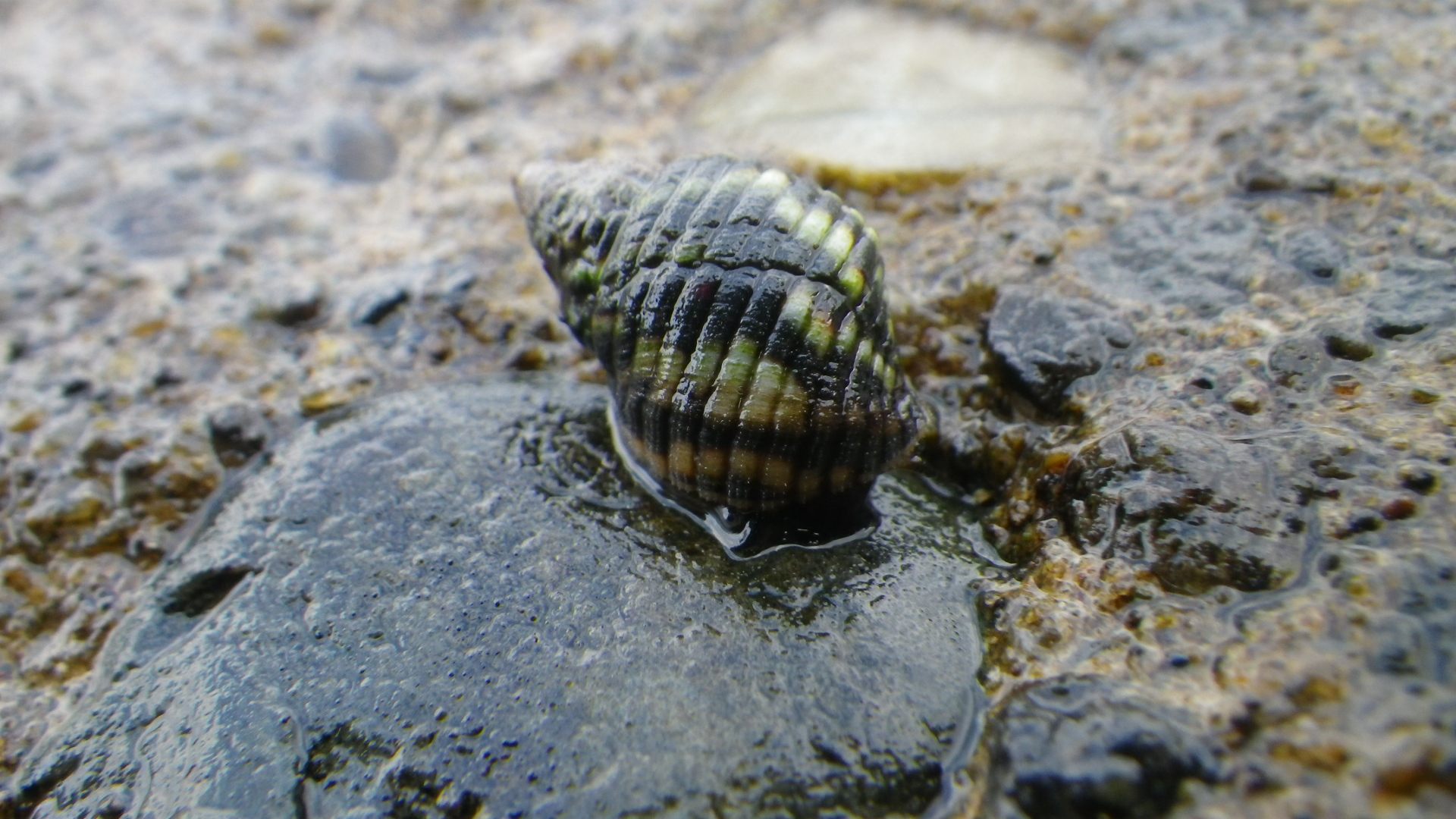Tropical periwinkles are one of the prey species preferred by the macaques.