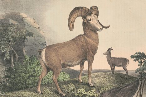 A bighorn, one of the many species named by Lewis and Clark.
