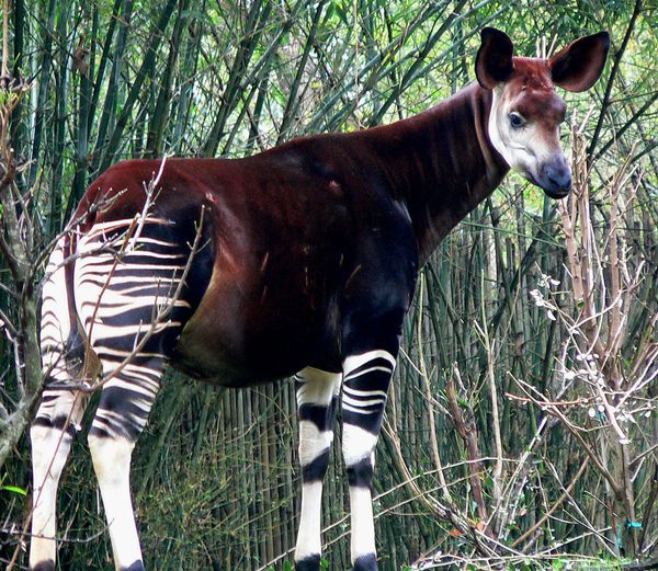 Okapi Wildlife Reserve – Ituri, Democratic Republic of the Congo - Atlas  Obscura
