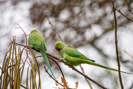 A pair of parakeets in a tree, London.