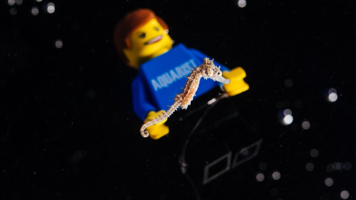 When the baby seahorses pop out, they're around the size of a grain of rice.