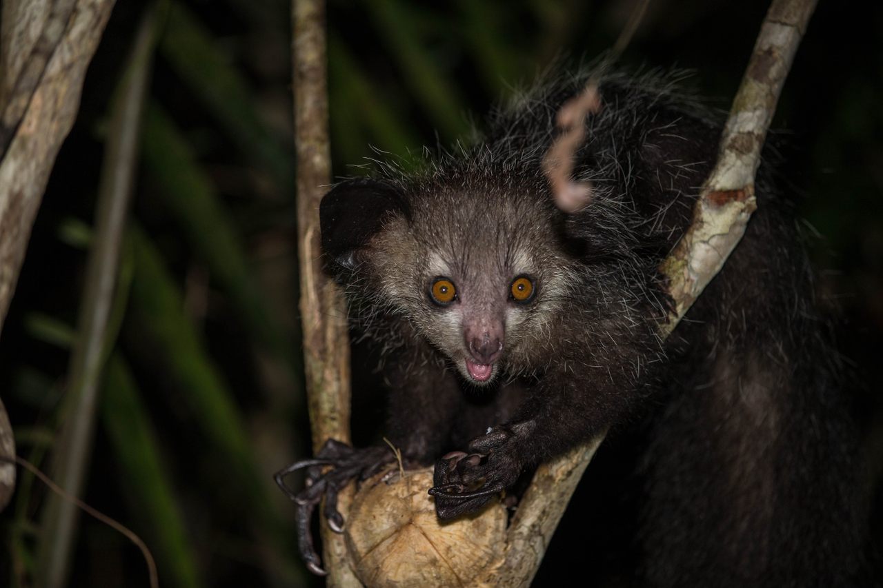 It's an aye-aye surprise! Madagascar's battiest lemur is the only primate with four thumbs.