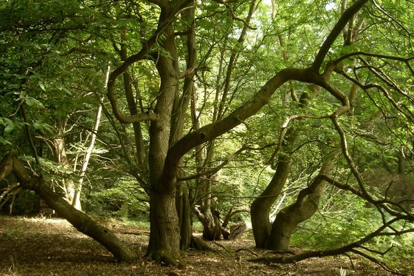 Trees in Dering wood
