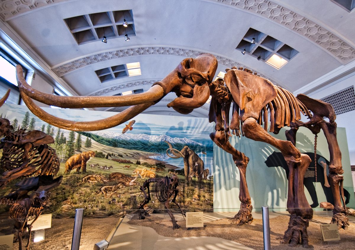 The Columbian mammoth, pictured here in a cast, left traces as it lumbered across the landscape. These days, it's easy to mistake them for dried puddles—or not notice them at all.