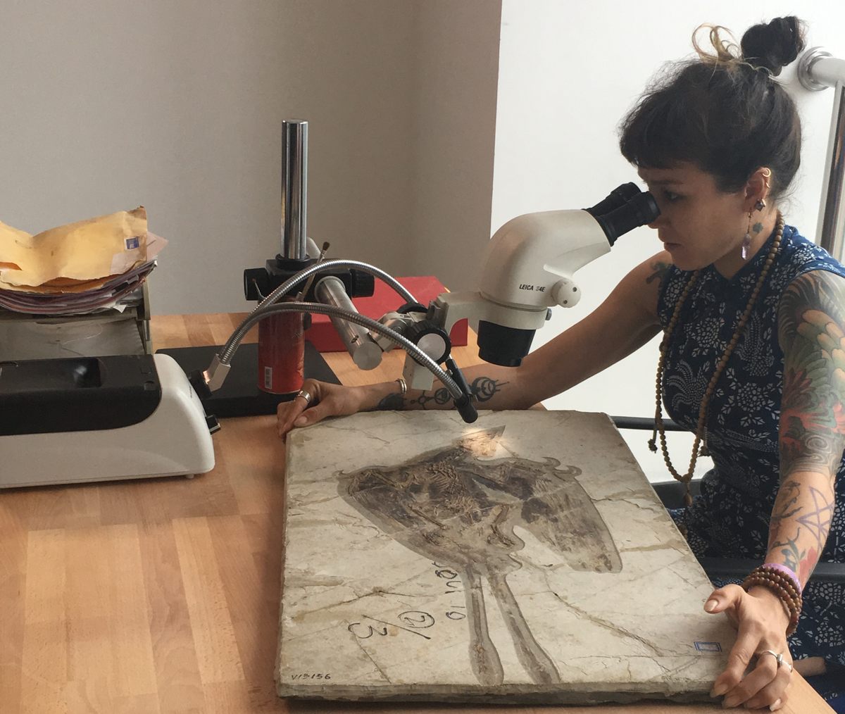 With her tattoos, piercings, and DJ skills, Jingmai O'Connor has earned the nickname the "punk rock paleontologist."