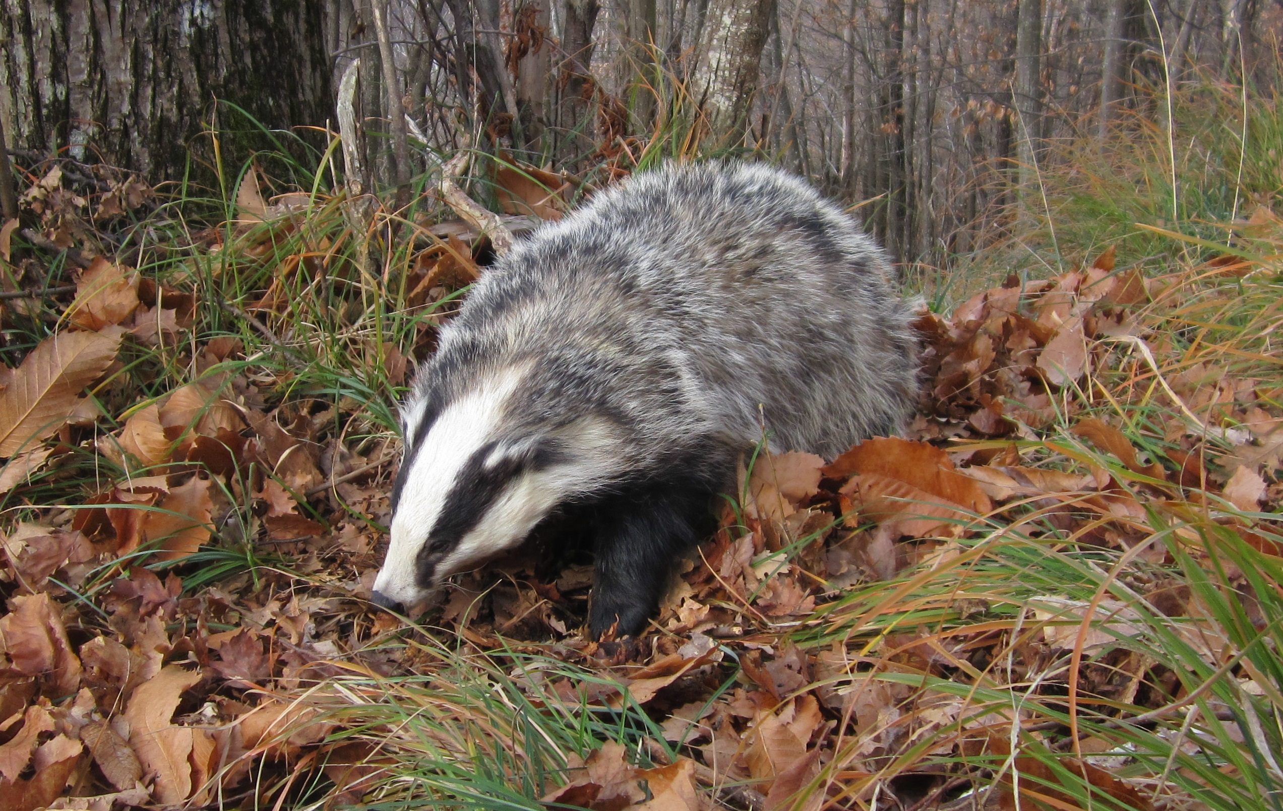 Badgers aren't solely to blame.