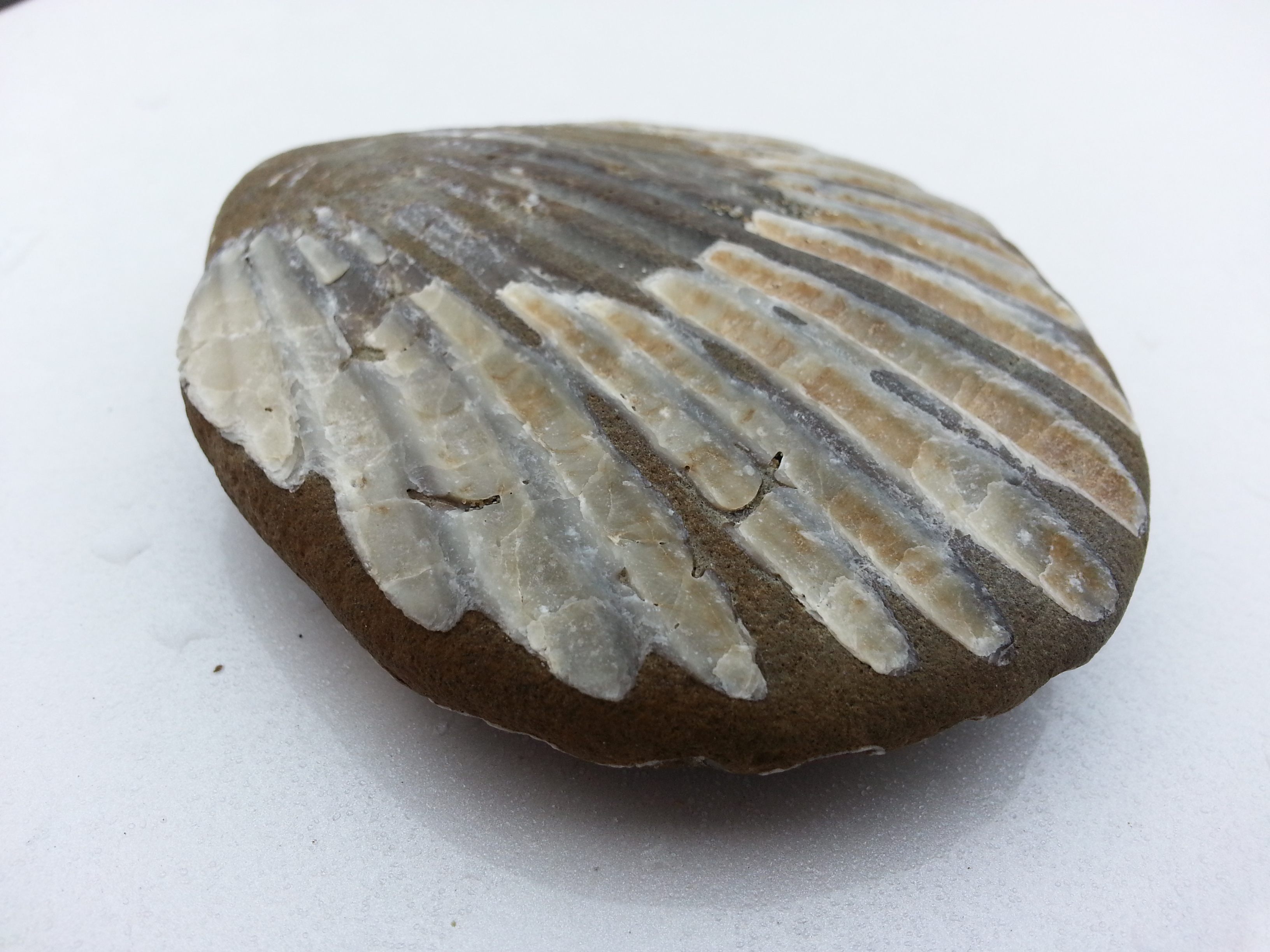 A clam shell partially fused into a volcanic rock, found by reader Shawn Jefferds.